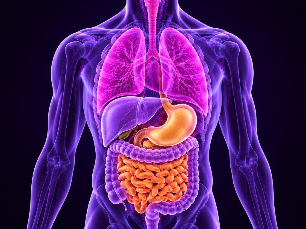 Illustrative visualization of organs involved in metabolic research